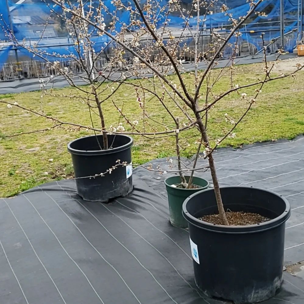 農園にある梅の木、やっと花が開きました。